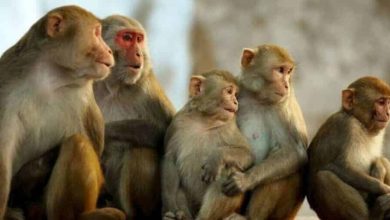 قرود watanserb.com