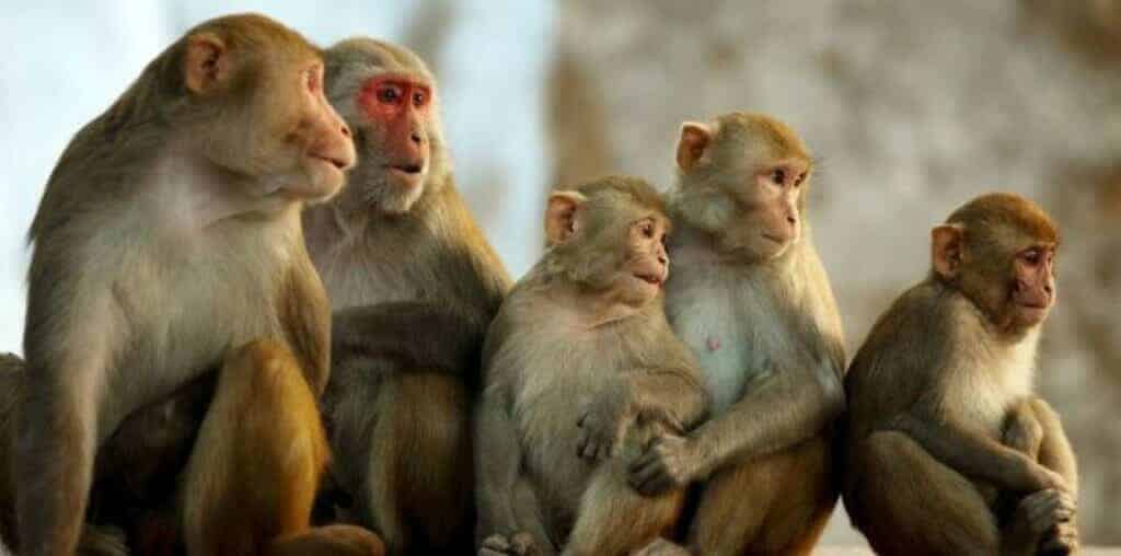 قرود watanserb.com