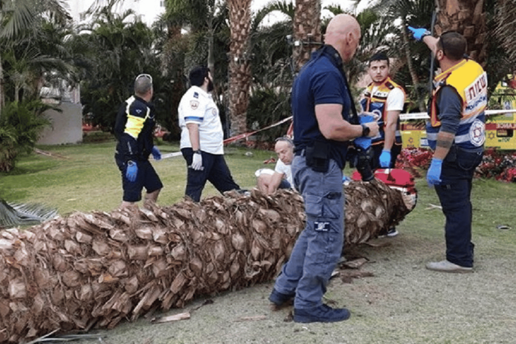 سقوط شجرة نخيل watanserb.com