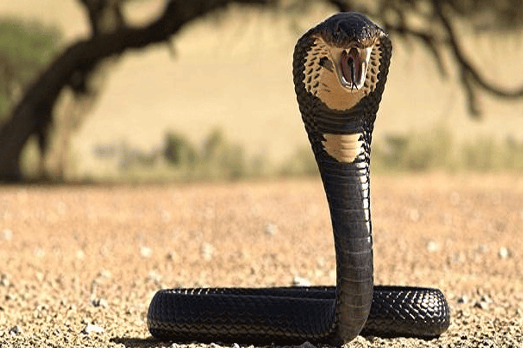 مصير شابين هاجمتهما كوبرا watanserb.com