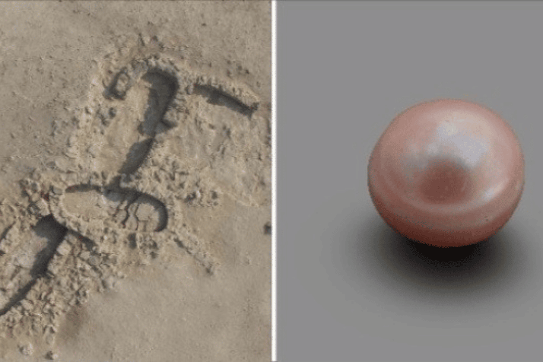 أقدم لؤلؤة بالعالم watanserb.com