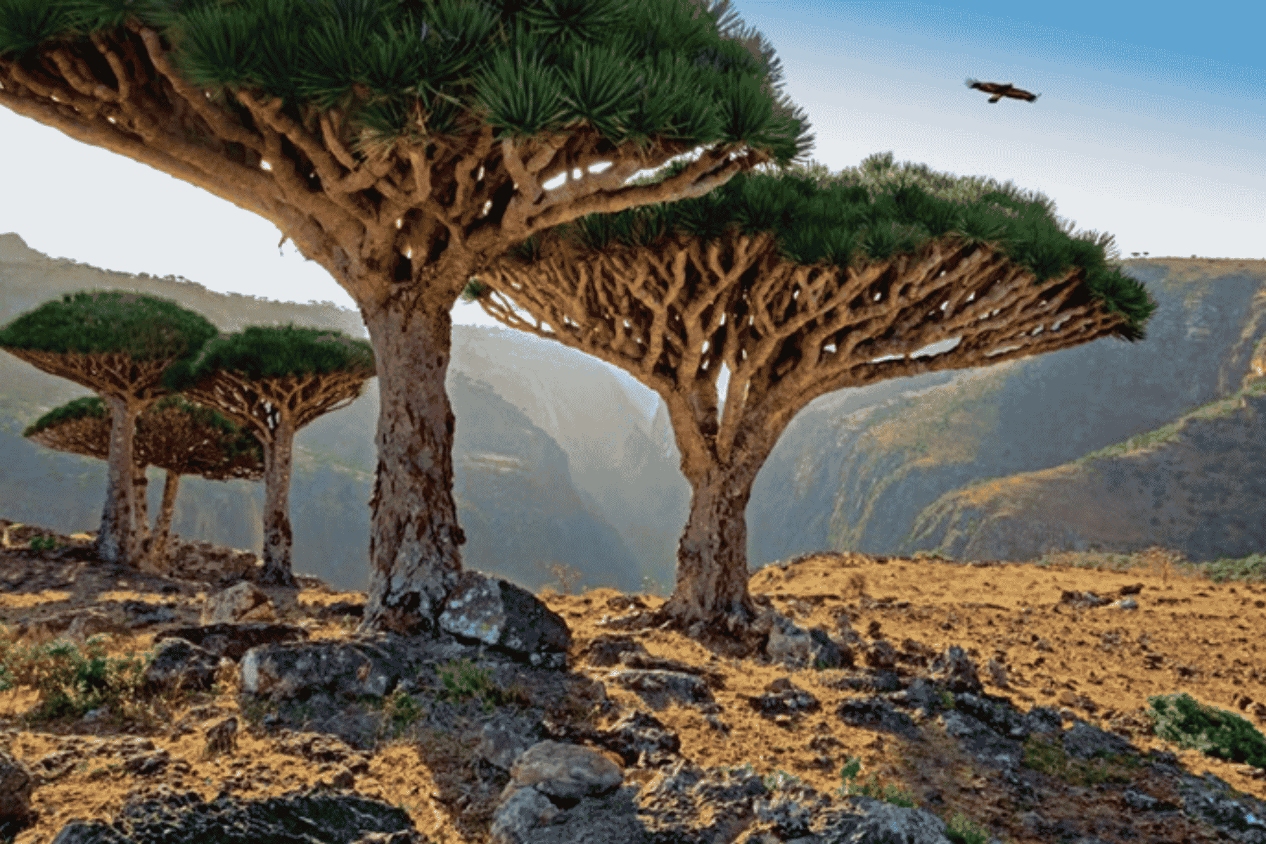 الإمارات انقلاب تمرد سقطرى watanserb.com