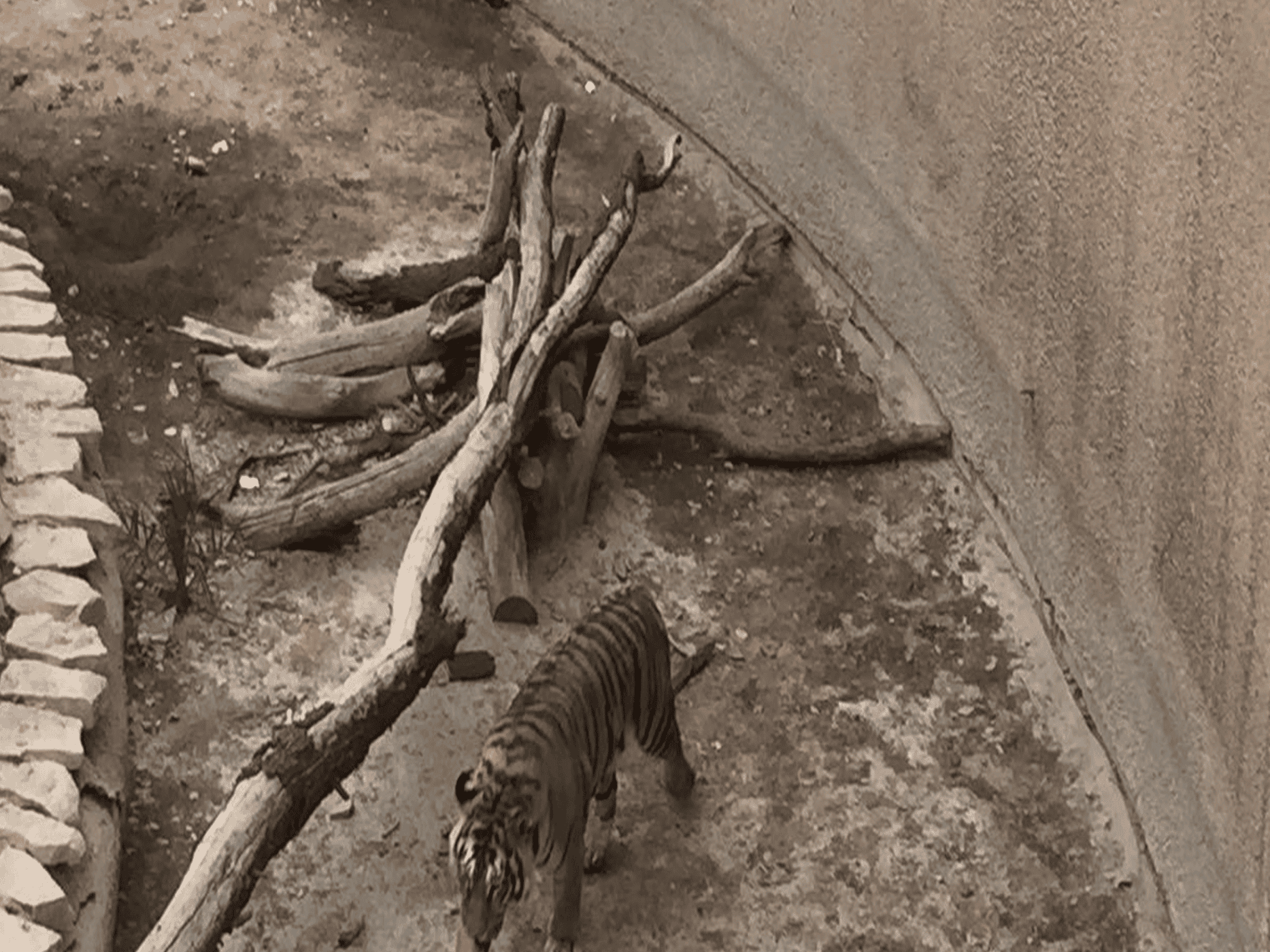 مقطع النمر المرعب watanserb.com