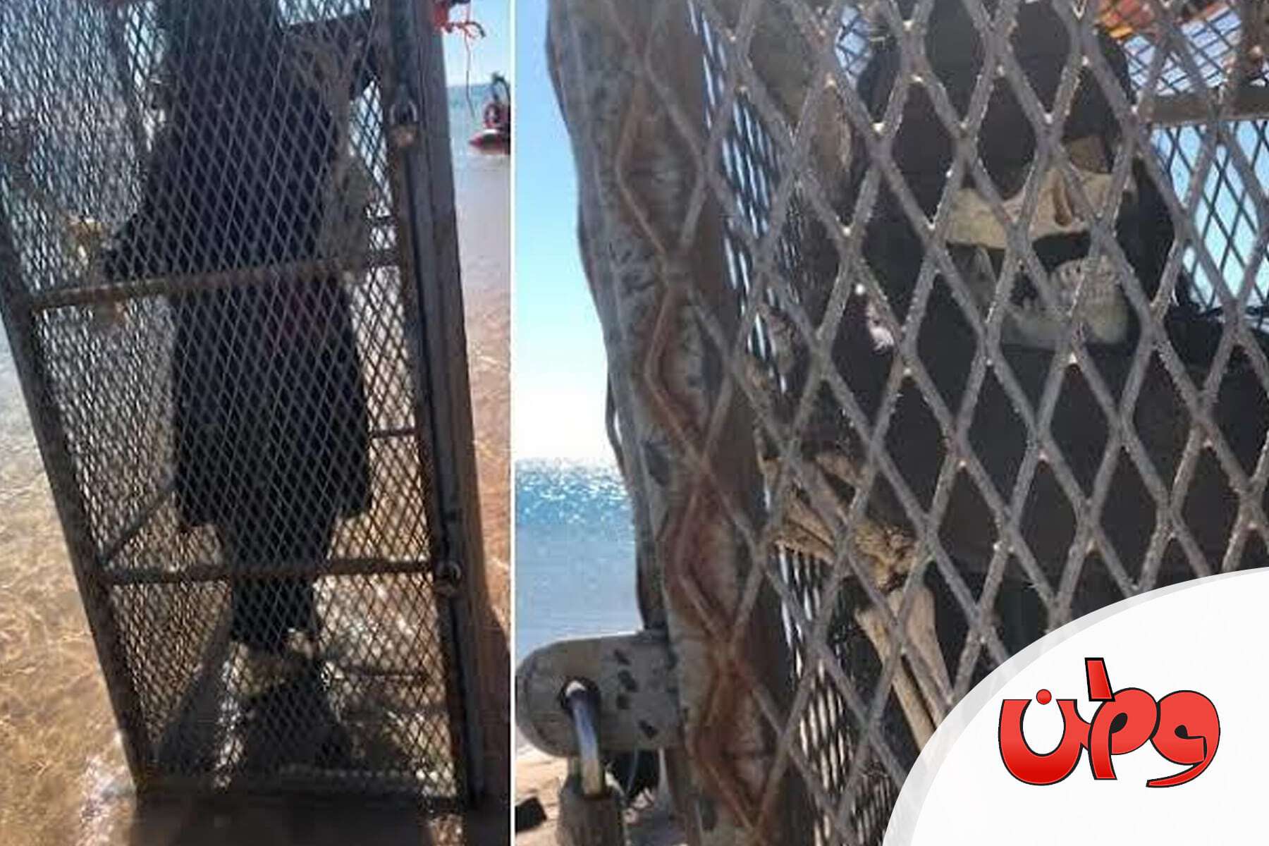 جثة داخل قفص غارقة watanserb.com