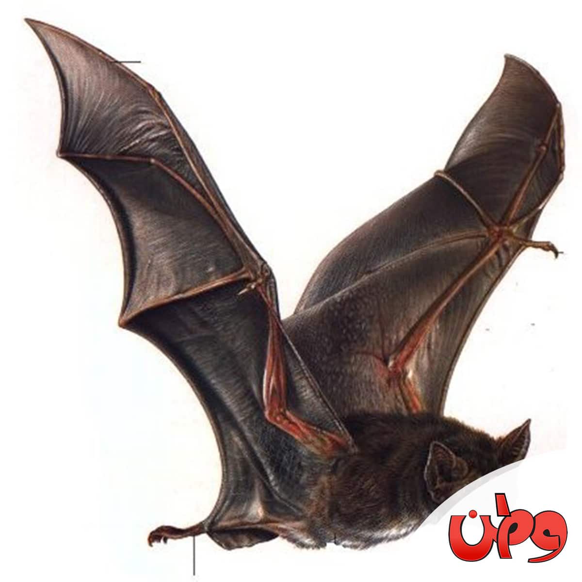 الخفافيش الميتة watanserb.com