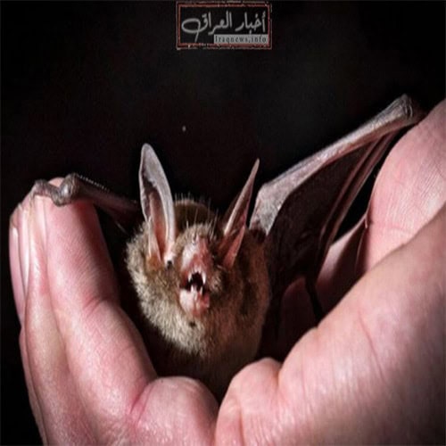 الممارسات الجنسية الشاذة watanserb.com