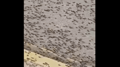 خروج النمل في عمان watanserb.com