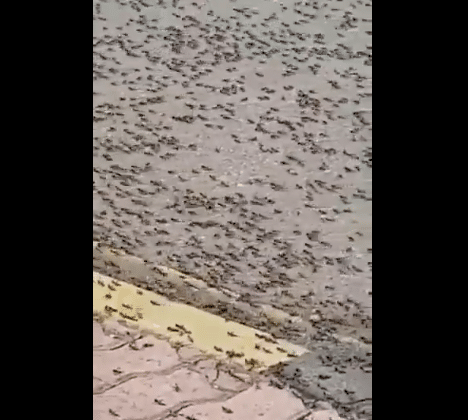 خروج النمل في عمان watanserb.com
