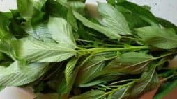 الملوخية watanserb.com