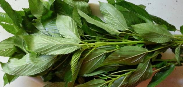 الملوخية watanserb.com