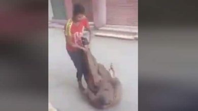 مصري يسحل عجوزاً watanserb.com