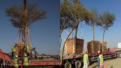 اشجار الزيتون watanserb.com