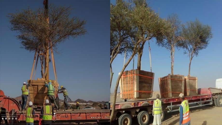 اشجار الزيتون watanserb.com