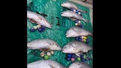 شحنة مخدر في اسماك watanserb.com