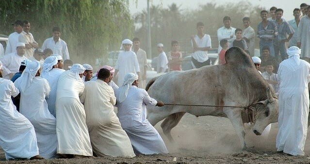 مناطحة الثيران في سلطنة عمان حيوانات watanserb.com