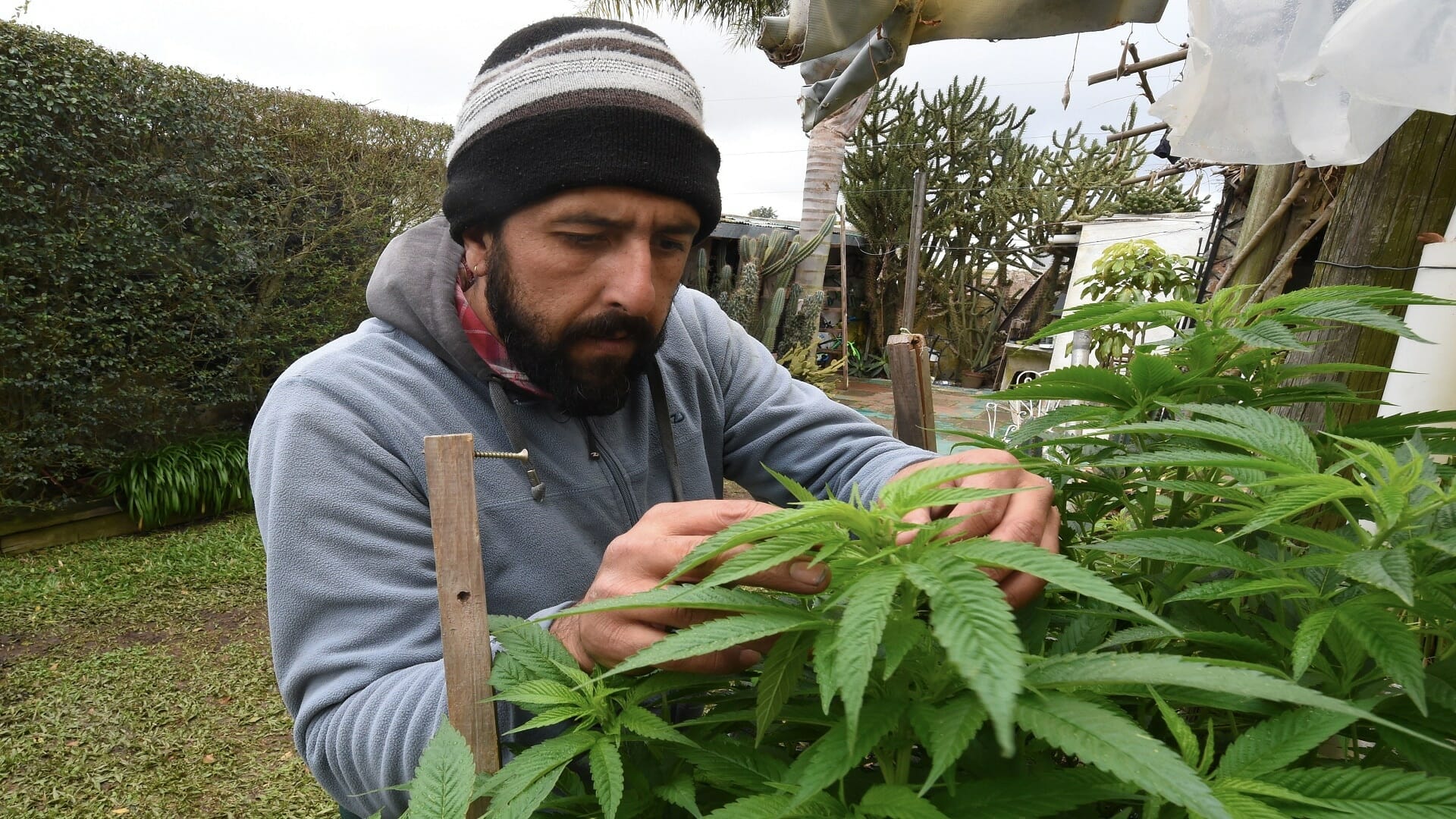 المغرب يقنن زراعة القنب الهندي لأجل الاستخدامات الطبية watanserb.com
