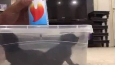 النيابة العامة تأمر بحبس قاتل القطط بالغاز 10 أيام watanserb.com