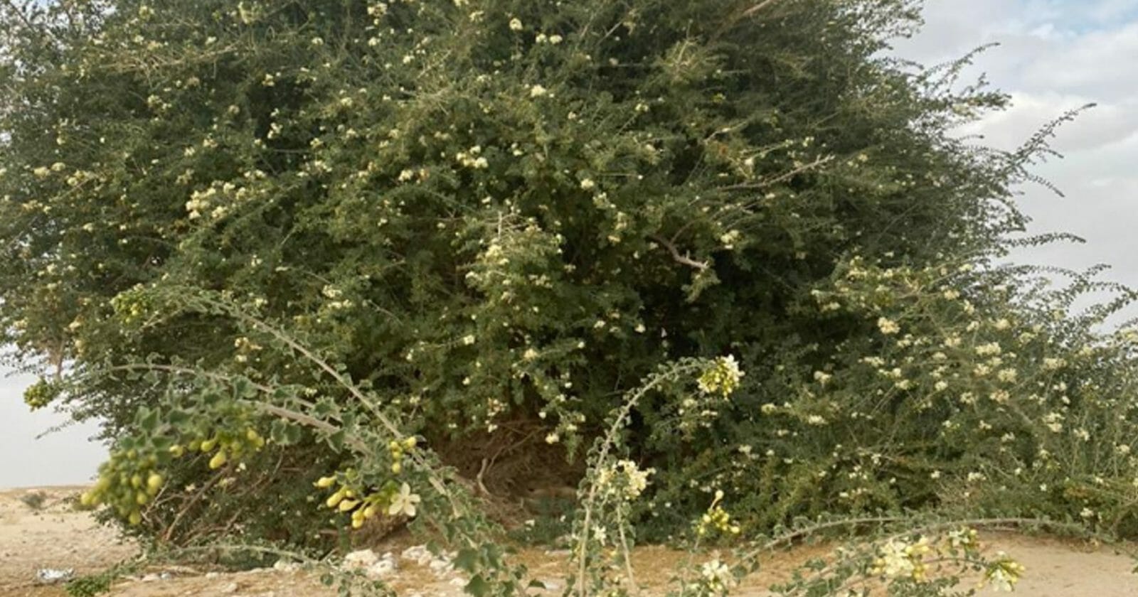 شجرة فريدة في سلطنة عمان watanserb.com
