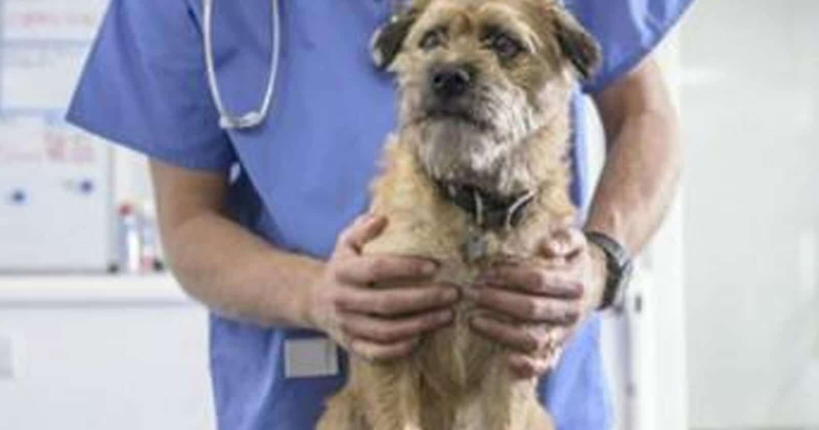 رئيس قسم العظام في مصرwatanserb.com