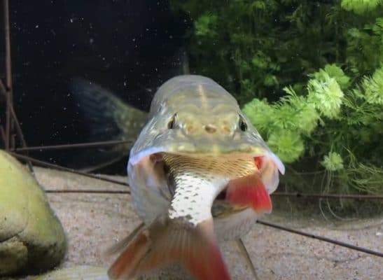 سمكة الرمح تبتلع سمكة أخرى watanserb.com