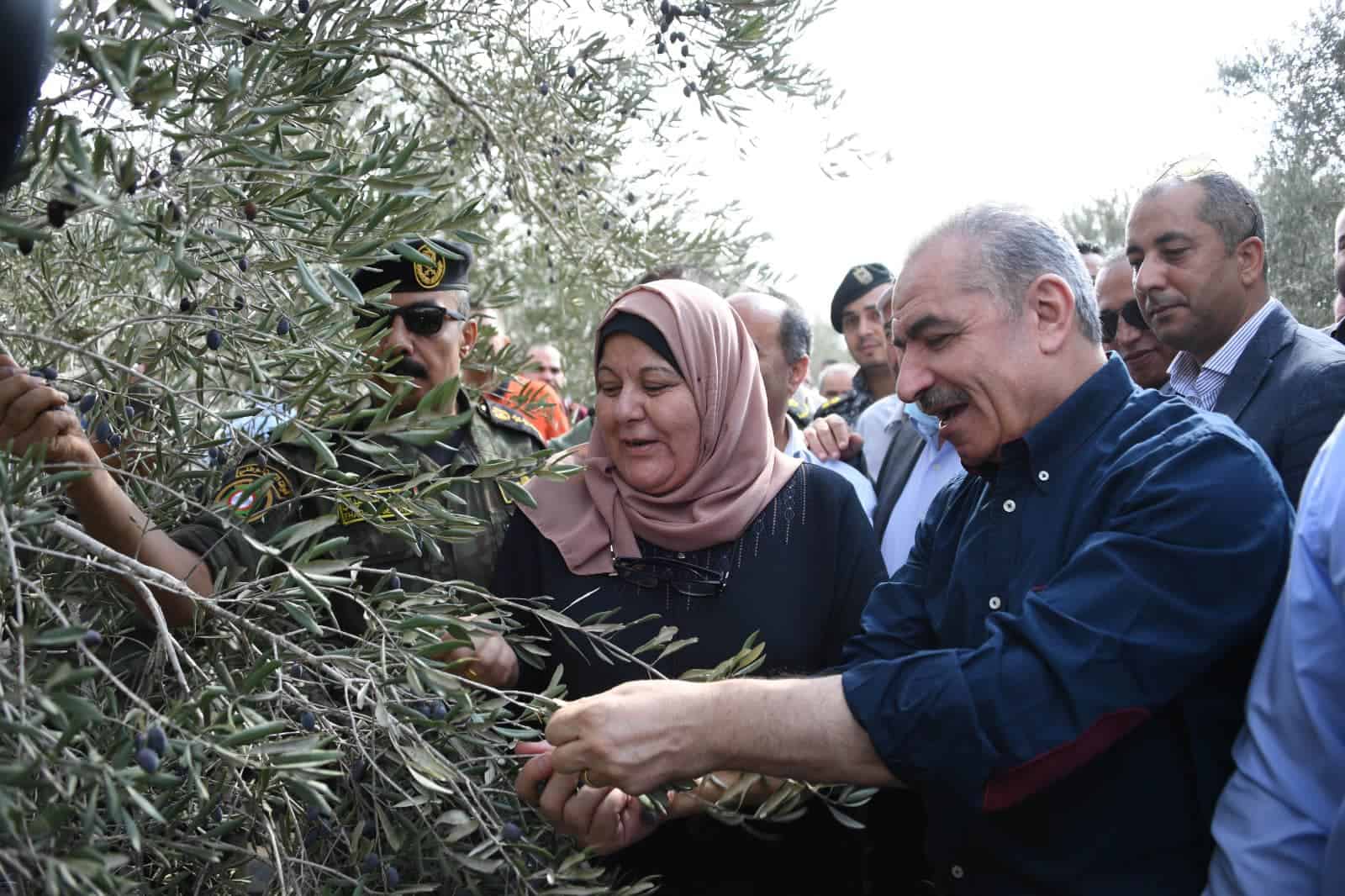 عنف المستوطنين بحق الفلسطينيين يتصاعد مع موسم قطف الزيتون watanserb.com