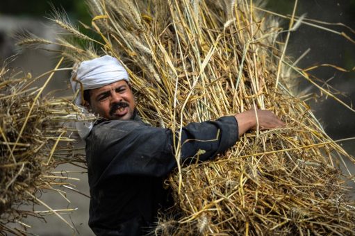 ارتفاع استهلاك الخبز في مصر