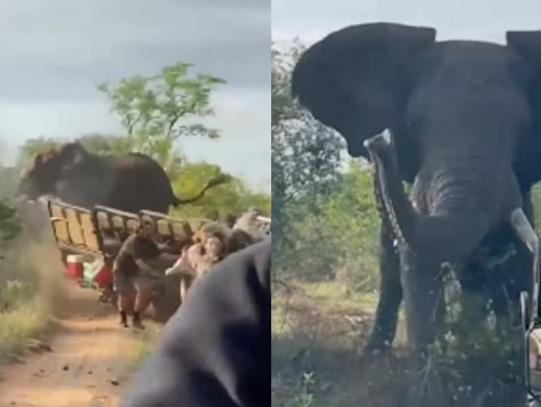 فيل يهاجم بعنف سيارة سفاري في محمية بجنوب إفريقيا watanserb.com