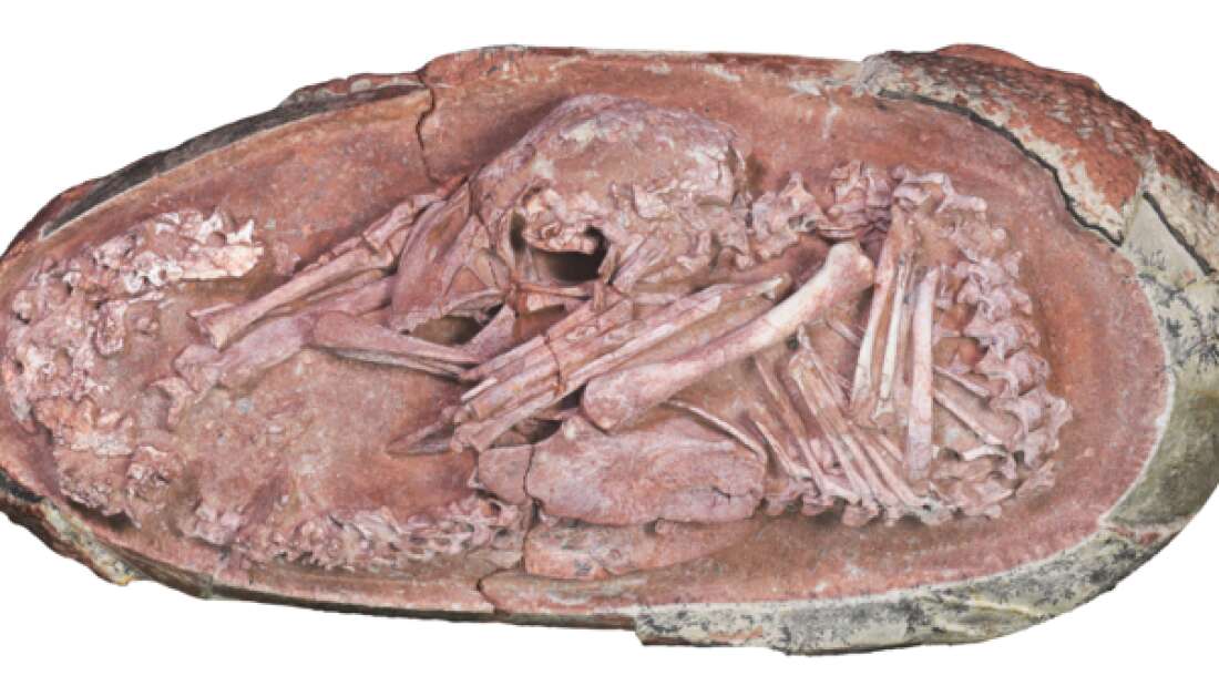 العثور على جنين ديناصور محفوظ داخل بيضة متحجرة watanserb.com