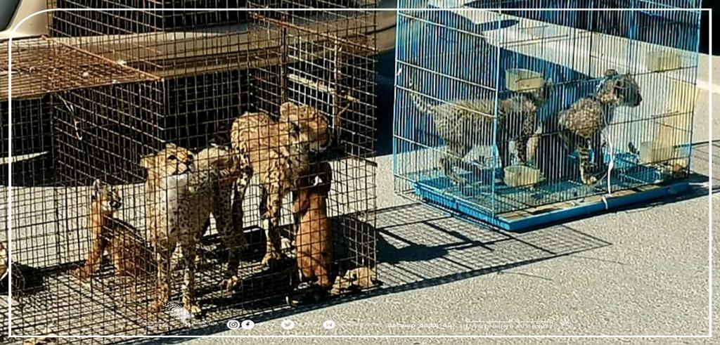 شرطة عمان السلطانية تفشل عملية تهريب لعدد من الحيوانات البرية watanserb.com