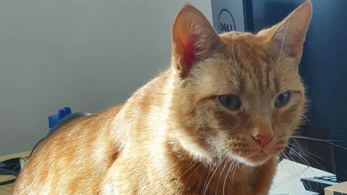 القط بوب watanserb.com