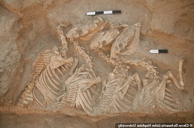 حمض نووي لعظام خيول في مقبرة عمرها 4500 عام بسوريا يحل لغز هوية أقدم حيوان هجين watanserb.com