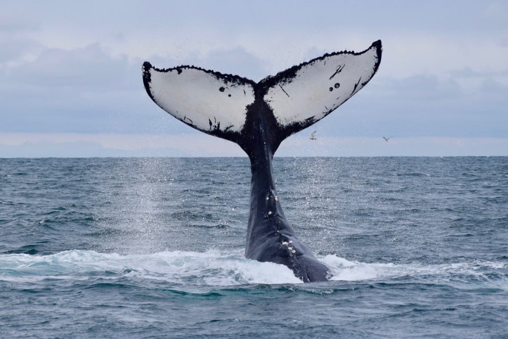 كيف تبتلع الحيتان الطعام تحت الماء دون أن تغرق watanserb.com