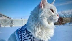 أضخم قط في العالم watanserb.com