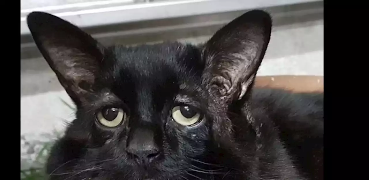 أتعس قط في العالم watanserb.com