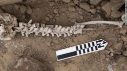 اكتشاف 200 عمود فقري متشابك على أعمدة من القصب watanserb.com