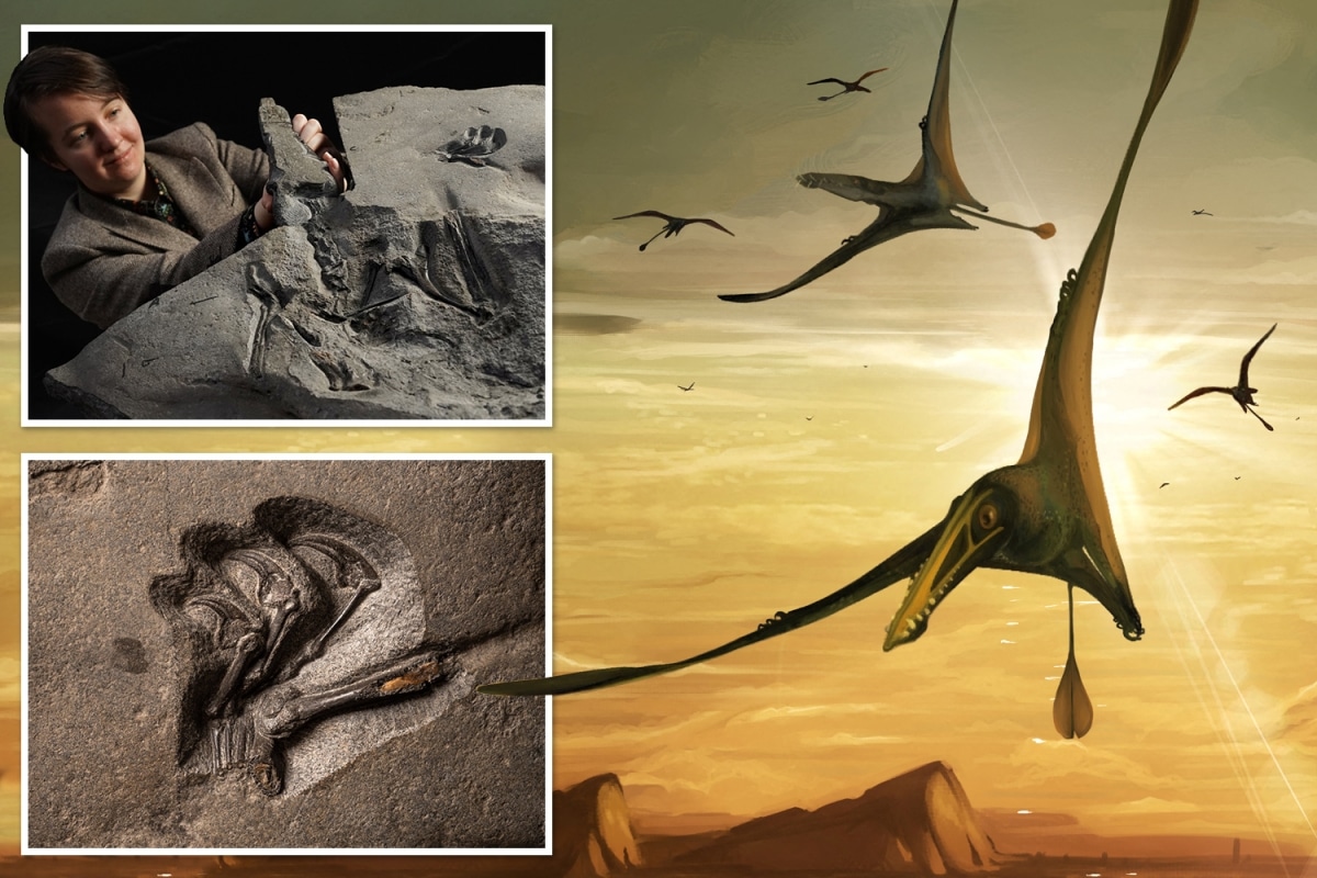 اكتشاف بقايا تيروصورات محفوظة بشكل جيد يبلغ عمره 170 مليون عام watanserb.com