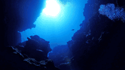 ثلثا المحار في أعماق البحار مهددة بالانقراض watanserb.com