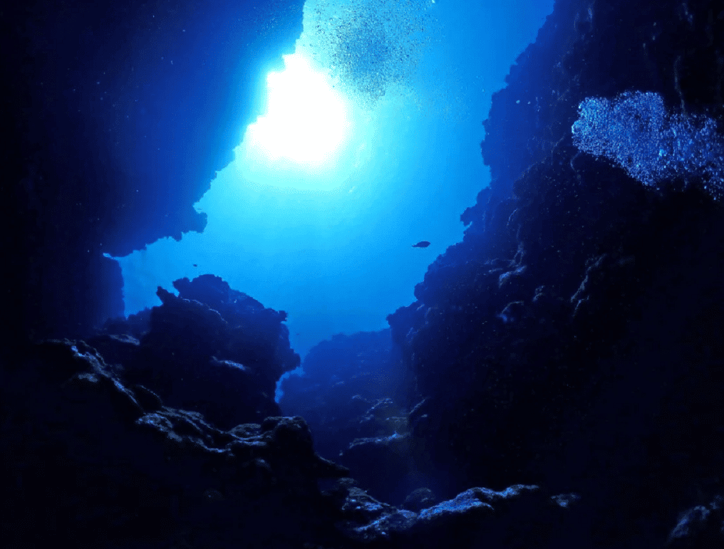 ثلثا المحار في أعماق البحار مهددة بالانقراض watanserb.com