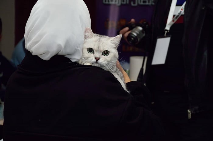 ملكة جمال القطط في الأردن