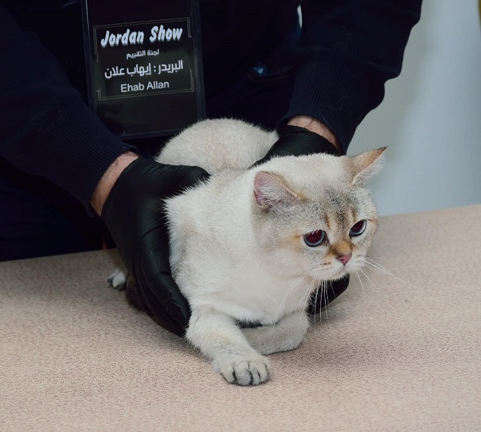 ملكة جمال القطط في الأردن
