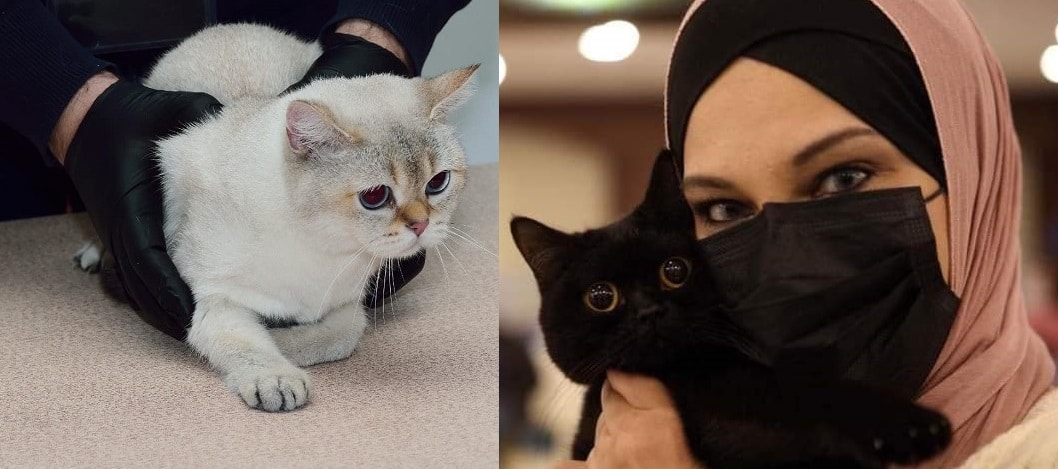 مسابقة ملكة جمال القطط في الأردن تثير جدلاً واسعاً بين المواطنين watanserb.com serbapp.com