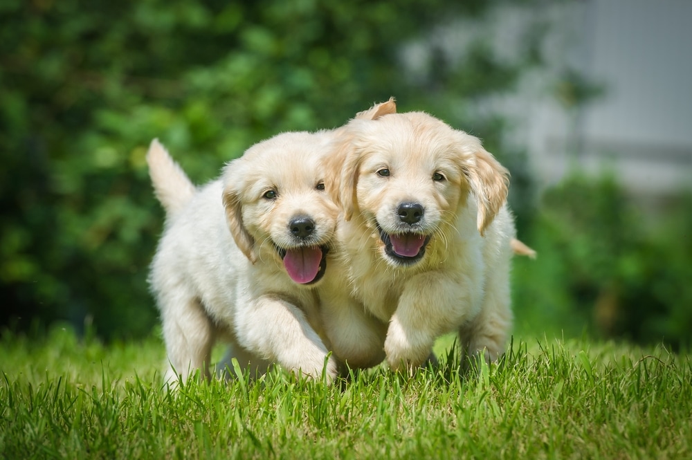 أغلى سلالات الكلاب في العالم watanserb.com
