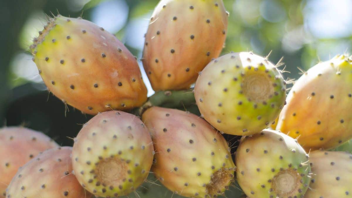 لن تتخيل ما يفعله التين البربري "الشوكي" بصحتك! watanserb.com