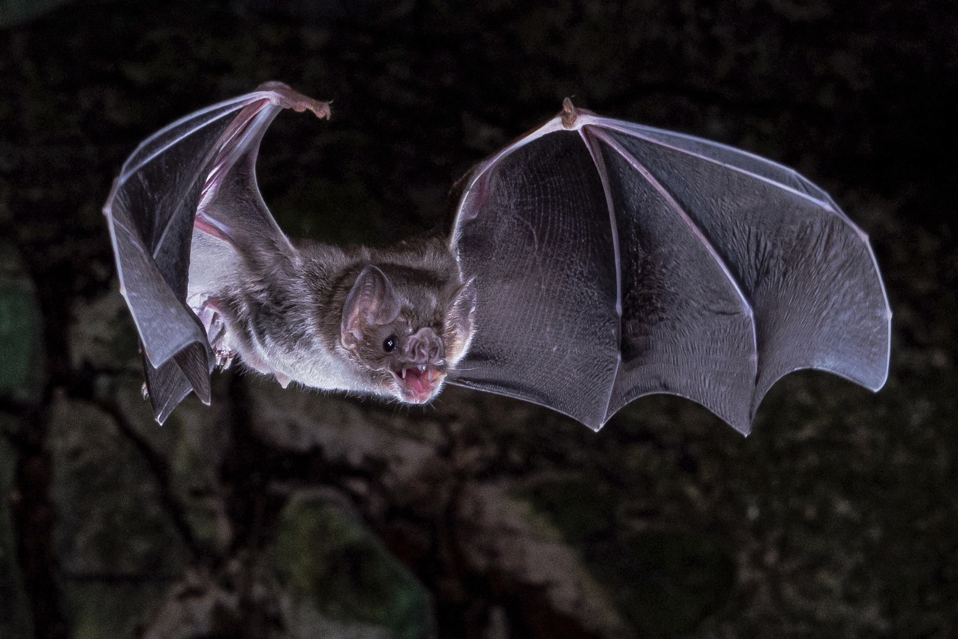 اكتشاف خفافيش يقتصر نظامها الغذائي على الدم فقط! watanserb.com