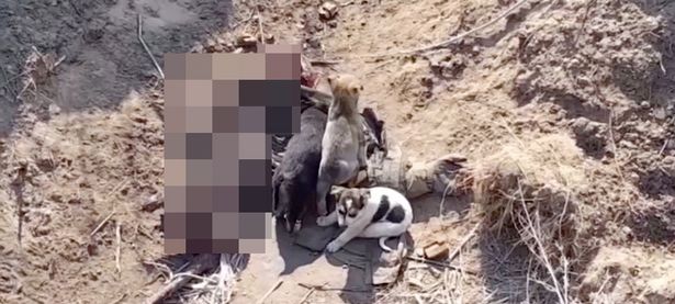كلاب أوكرانيا تلتهم جثث الجنود الروس القتلى watanserb.com