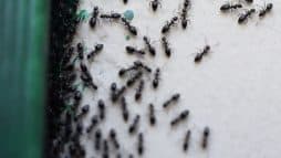 كيف تُوقِف غزو النمل في المنزل؟ watanserb.com