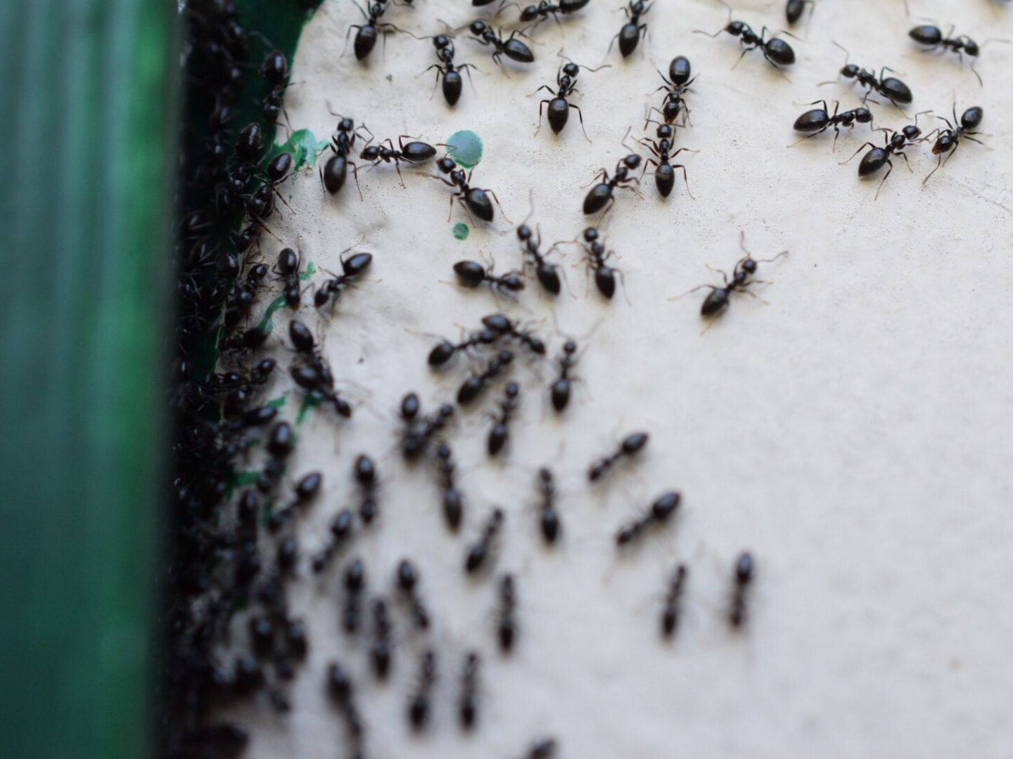 كيف تُوقِف غزو النمل في المنزل؟ watanserb.com