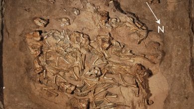 أهم أحافير الديناصورات التي تم اكتشافها watanserb.com