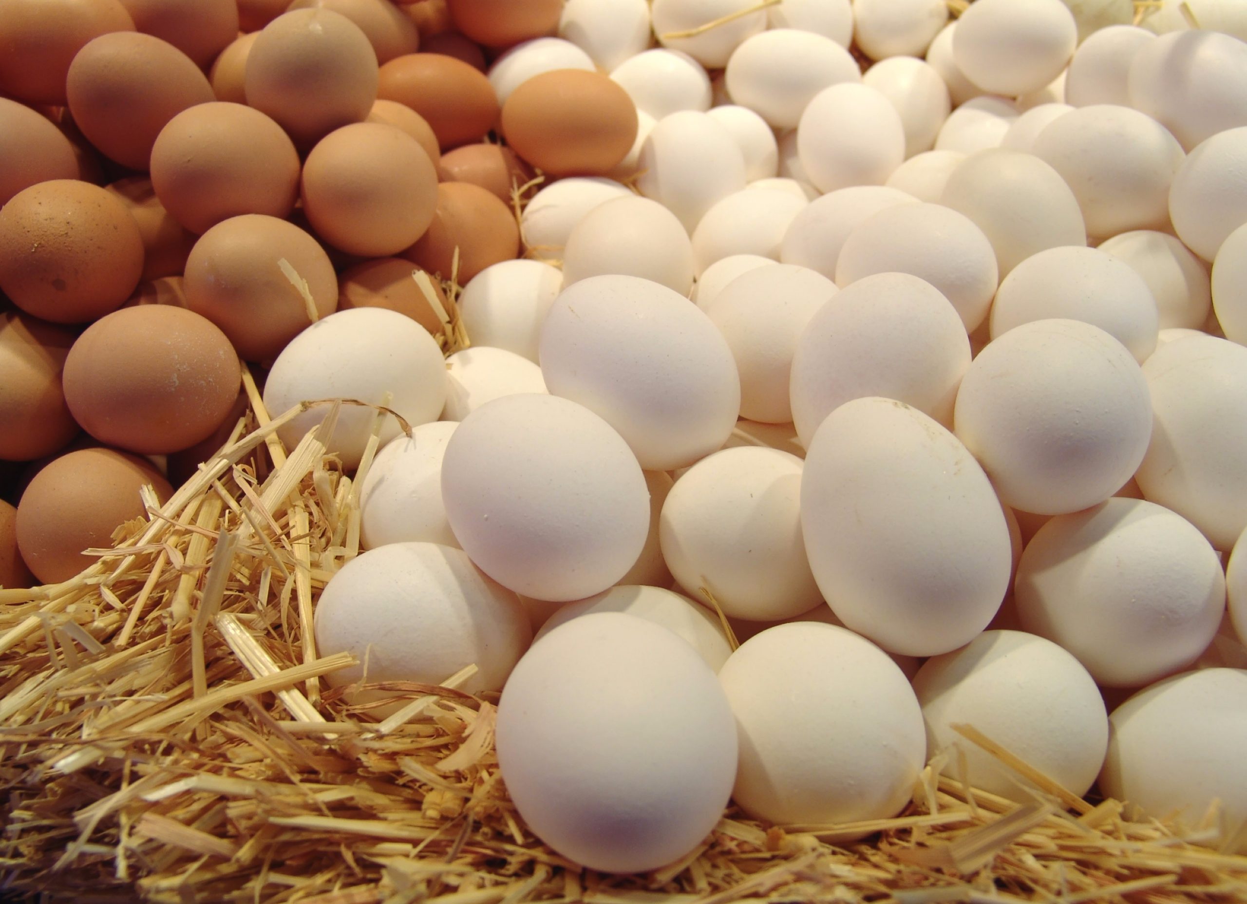 البيض عنصر غذائي مهم watanserb.com
