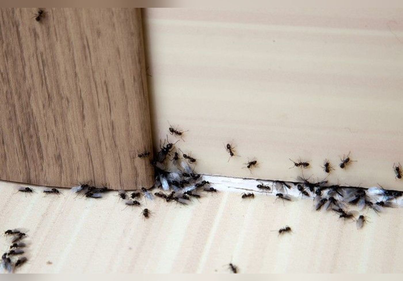 كيف تتخلص من النمل في منزلك دون قتله؟ watanserb.com